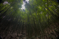 La forêt de bambous